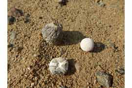 Fossilien © M. Wenzel