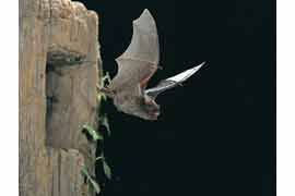 Zwergfledermaus © NABU Dietmar Nill
