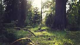 Wald © Hilke Clausen