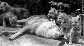 Wölfe – Wolfscenter Dörverden © Thomas Böhl