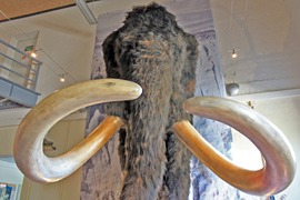Mammut © Schleswig-Holsteinisches Eiszeitmuseum