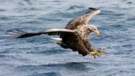 Seeadler © Naturfotografie Hannes Bonzheim 