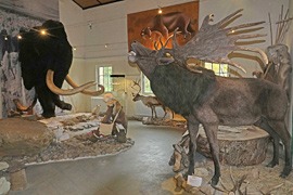 Familienführung © Eiszeitmuseum