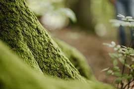 Wunderwelt Wald © Tatjana Kay