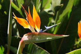 Strelitzia – Paradiesvogelblume © Dr. Karen Meyer-Rebentisch