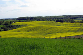 Moränen im Nienthal © Schleswig-Holsteinisches Eiszeitmuseum 