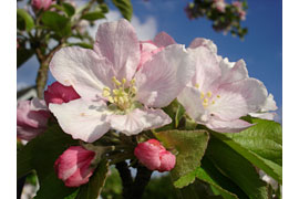 Obstbaumschnitt © Sonja Fuhrmann