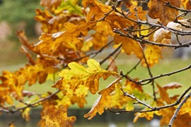 Herbstblätter