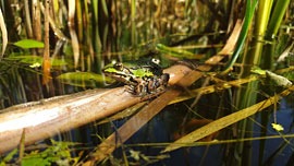 Teichfrosch © Malte Wenzel