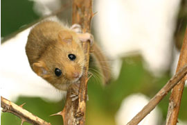 Haselmaus © Stiftung Naturschutz SH