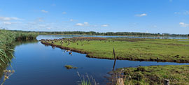 Schellbruch © Museum für Natur und Umwelt