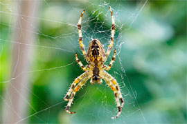 Spinne © TraveMedia Spinne © TraveMedia