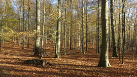 Wald © BUND, Degener