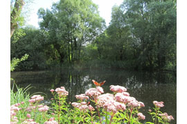 Obstbiotop © Museum für Natur und Umwelt Lübeck