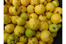 Quitten © Hanse-Obst e. V.