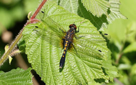 Zierlichen Moosjungfer © U. Holst