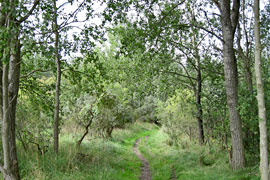 Wald auf dem Priwall © TraveMedia