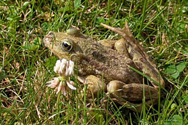 Frosch © TraveMedia