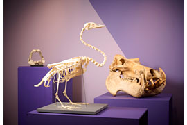 Museum für Natur und Umwelt, Lübeck – Ausstellung „Bis auf die Knochen“ © Michael Haydn