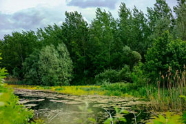 Teutendorfer Moorteich © Landschafts­pflege­verein Dummersdorfer Ufer