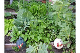 Bio-Gemüse © Michael Weber