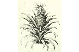 Stich einer Ananas aus Pieter de La Court van der Voorts Gartenratgeber „Les Agréments de la Campagne“ von 1750 © Eutiner Landesbibliothek