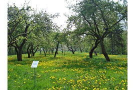 Apfelgarten © M. Poggendorf-Göttsche