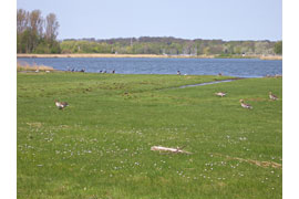 Schellbruch © Museum für Natur und Umwelt/Matzat
