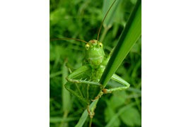 Heuschrecke © Carsten Pusch, NABU