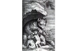 Illustration aus dem Werk „History of Poland“ (1698) – Bear suckling child – von Bernard O’Connor