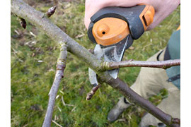 Obstbaumschnitt © Hanse Obst e. V.